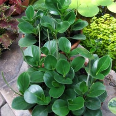 American Rubber Plant 2