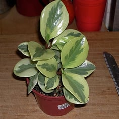 American Rubber Plant 3