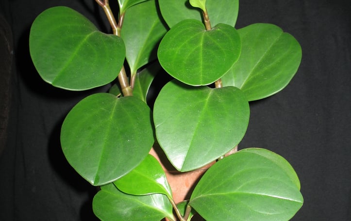 American Rubber Plant