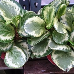 American Rubber Plant 4