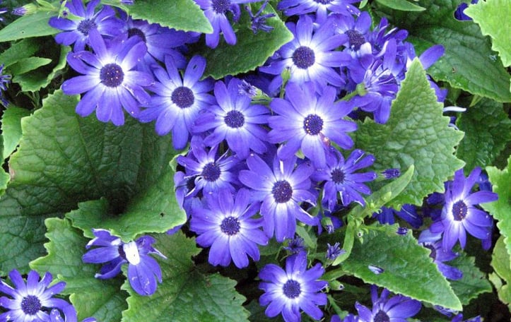Cineraria