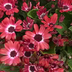 Cineraria 4