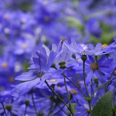 Cineraria 2