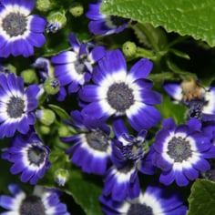 Cineraria 3