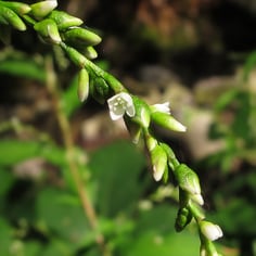 Marshpepper knotweed 2