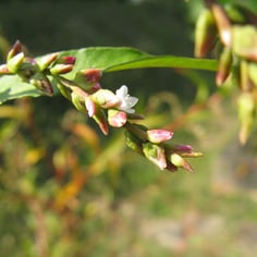 Marshpepper knotweed 3
