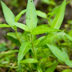 Marshpepper knotweed 4