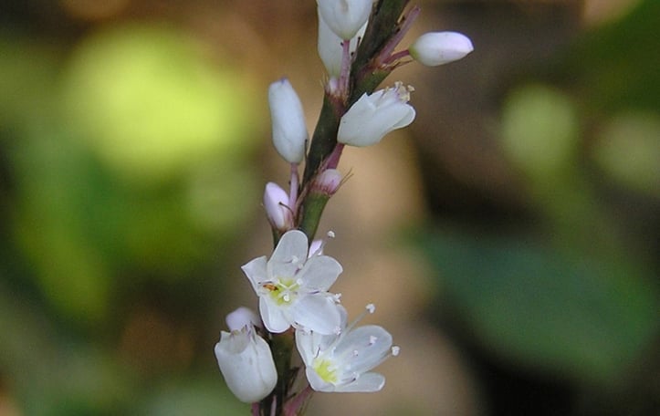 Marshpepper knotweed