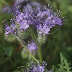 Bee Phacelia 2