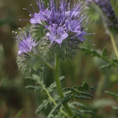 Bee Phacelia 3