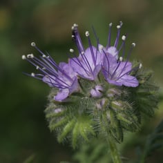 Bee Phacelia 4