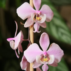 Phalaenopsis schilleriana 2