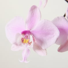Phalaenopsis schilleriana 3