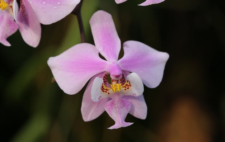 Phalaenopsis schilleriana