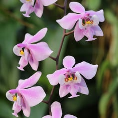 Phalaenopsis schilleriana 4