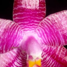 Moon Orchid 4
