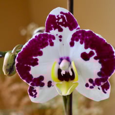 Moon Orchid 2