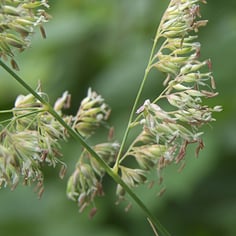 Gardener's Garters 4