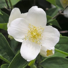Fragrant Mockorange 2