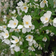 Fragrant Mockorange 3