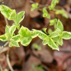 Fragrant Mockorange 4