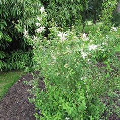 Lemoine Mockorange 2