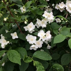 Lemoine Mockorange 3