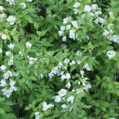 Lemoine Mockorange 4