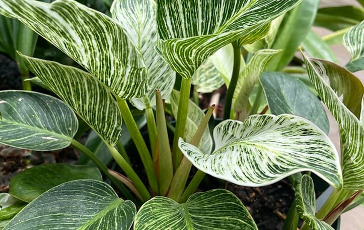 Birkin Philodendron