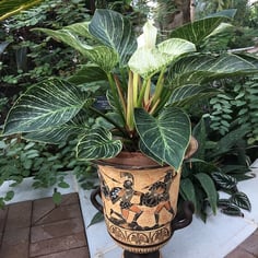 Birkin Philodendron 2