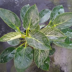 Birkin Philodendron 3