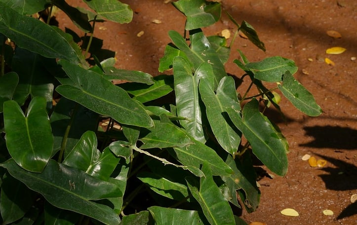 Blushing Philodendron