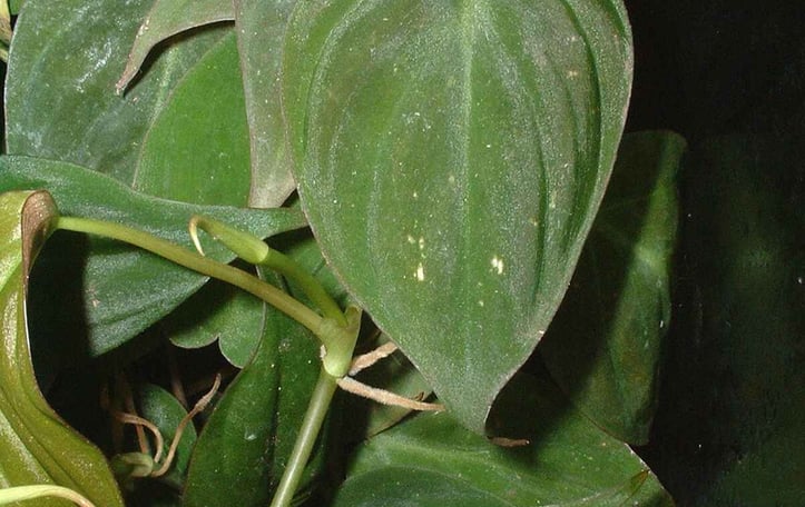 Heartleaf Philodendron