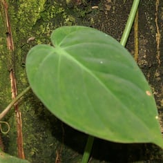 Heartleaf Philodendron 2