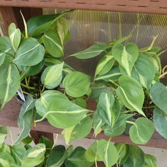 Heartleaf Philodendron 3