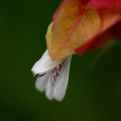 Shrimp Plant 2