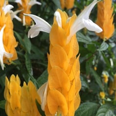 Shrimp Plant 3