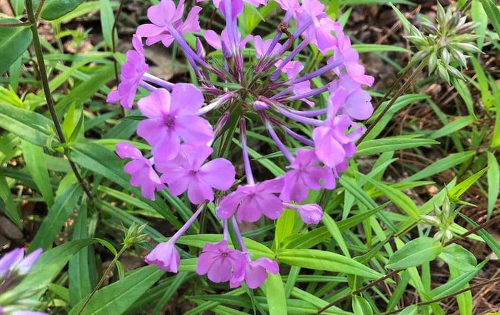 Meadow Phlox