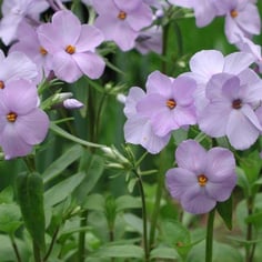 Creeping Phlox 4