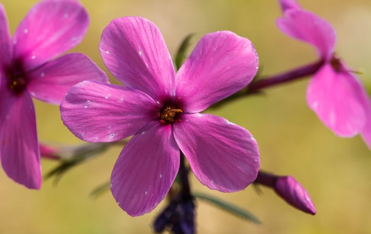 Creeping Phlox
