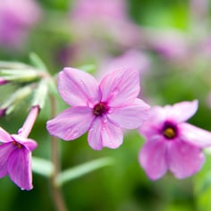 Creeping Phlox 2
