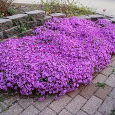 Creeping Phlox 4