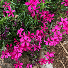 Creeping Phlox 2