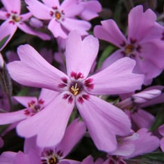 Creeping Phlox 3