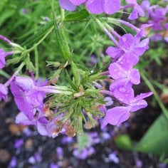 Phlox 'Wanda' 2