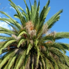 Canary Date Palm 3