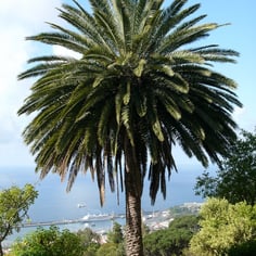 Canary Date Palm 4