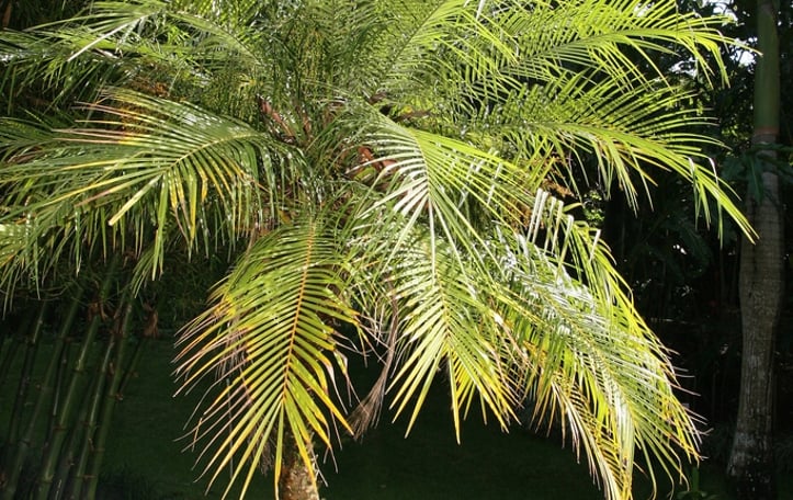 Dwarf Date Palm