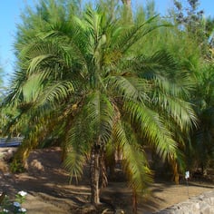 Dwarf Date Palm 2