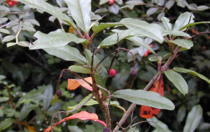 Chinese Photinia